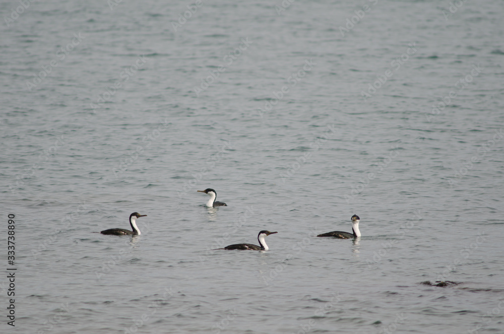 Imperial shags Leucocarbo atriceps on the sea.