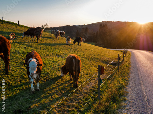 Kühe auf einer saftigen, grünen Weide bei Sonnenuntergang