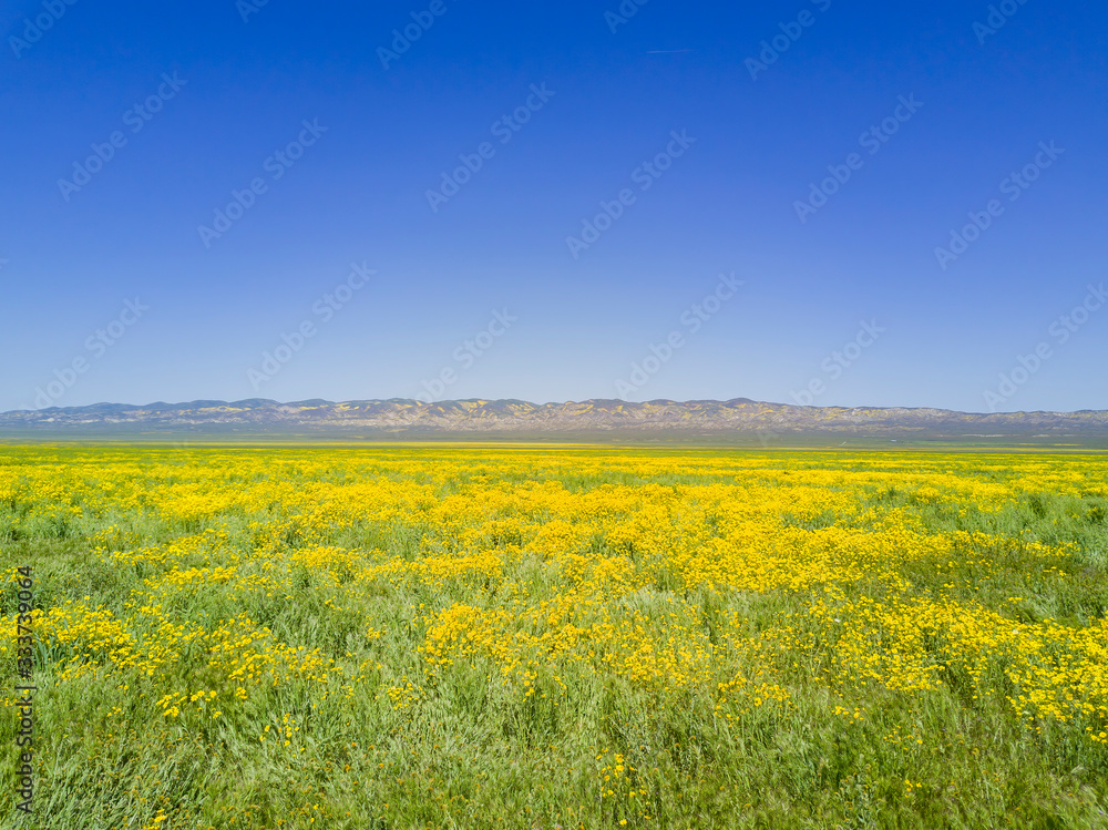 Aerial view of the beautiful yellow goldifelds blossom with Soda Lake