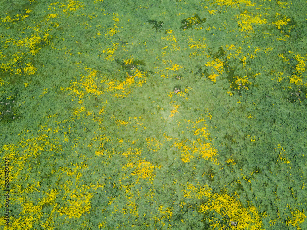 Aerial view of the beautiful yellow goldifelds blossom with Soda Lake Aerial view of the beautiful yellow goldifelds blossom with Soda Lake