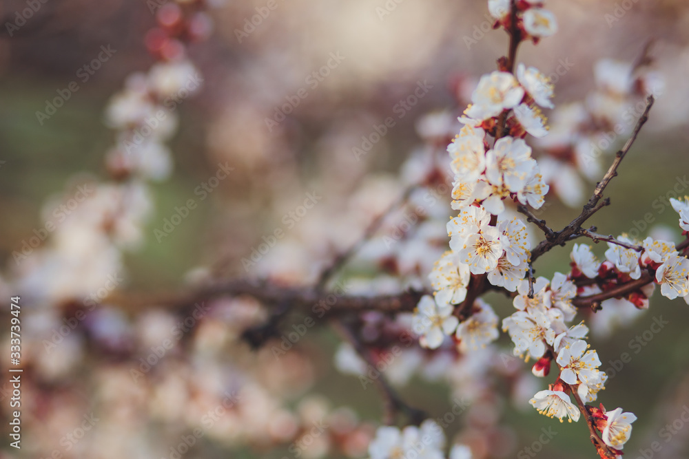 Beautiful floral spring abstract background of nature. Branches of blossoming apricot macro with soft focus on gentle light blue sky background. For easter and spring greeting cards with copy space Beautiful floral spring abstract background of nature. Branches of blossoming apricot macro with soft focus on gentle light blue sky background. For easter and spring greeting cards with copy space
