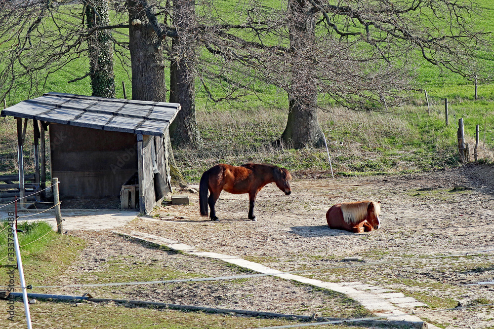 Zwei Ponys Zwei Ponys