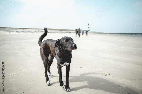 Black dog at beach
