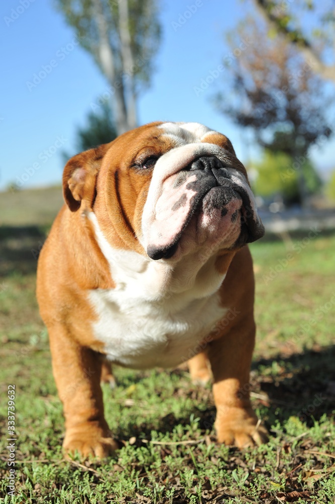 English Bulldog purebred dog brown and white in the park English Bulldog purebred dog brown and white in the park