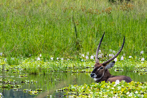Photography waterbuck