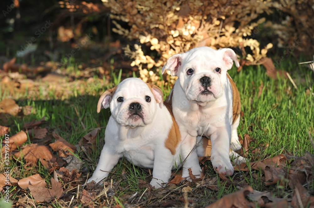 Couple of english bulldog puppies on the grass in the park Couple of english bulldog puppies on the grass in the park