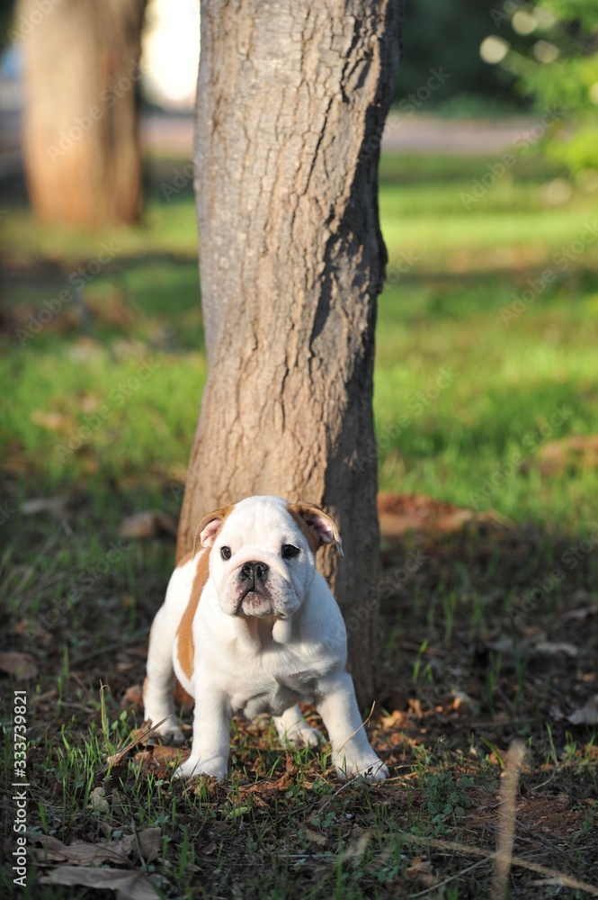 Cute small english bulldog purebred dog on the grass