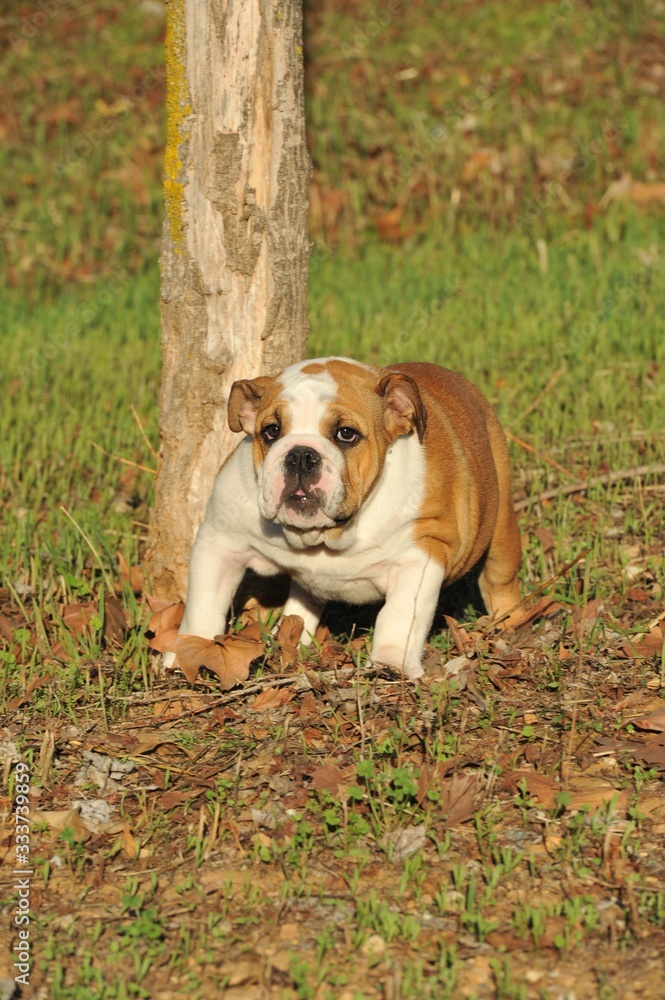 Obraz premium Cute small english bulldog purebred dog on the grass