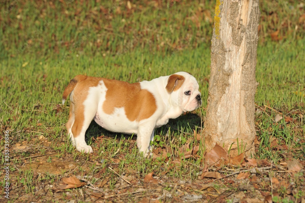 Cute small english bulldog purebred dog on the grass