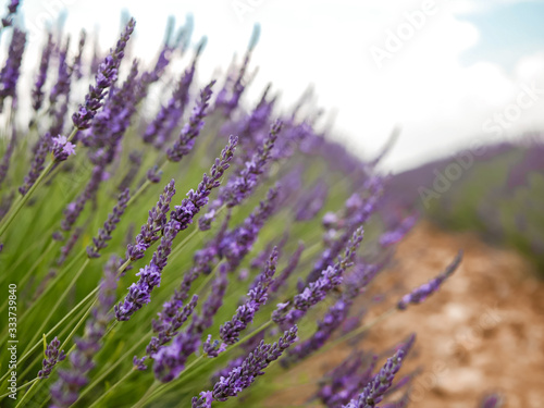 Lavendel der Provence in Nahaufnahme