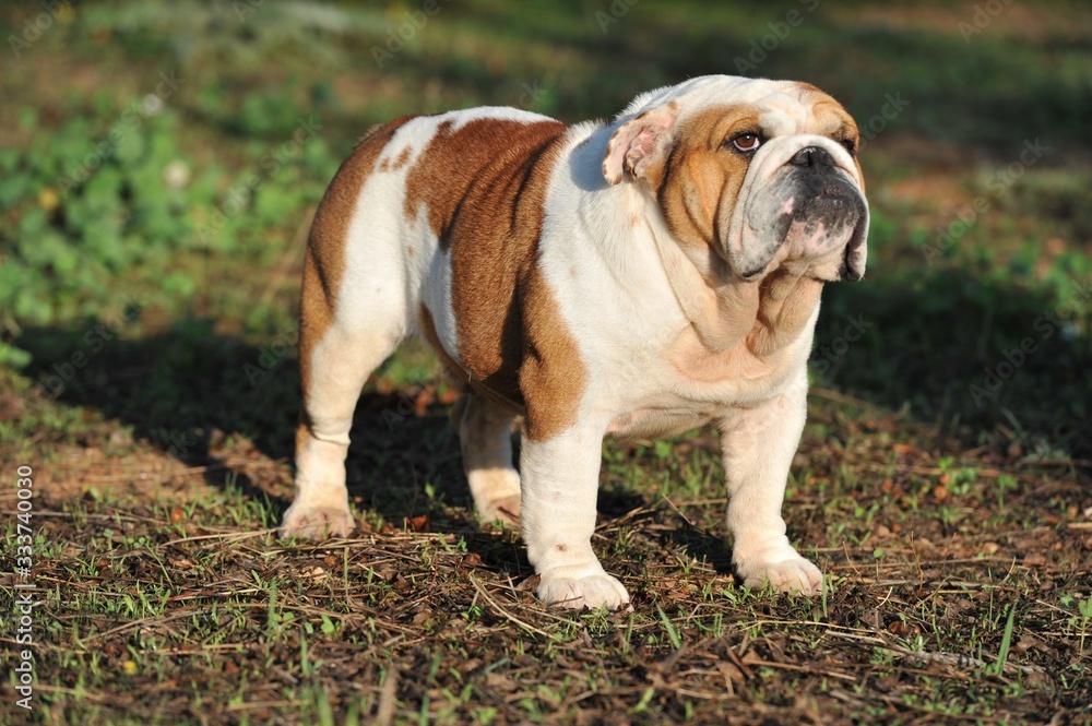 English Bulldog purebred dog brown and white in the park English Bulldog purebred dog brown and white in the park