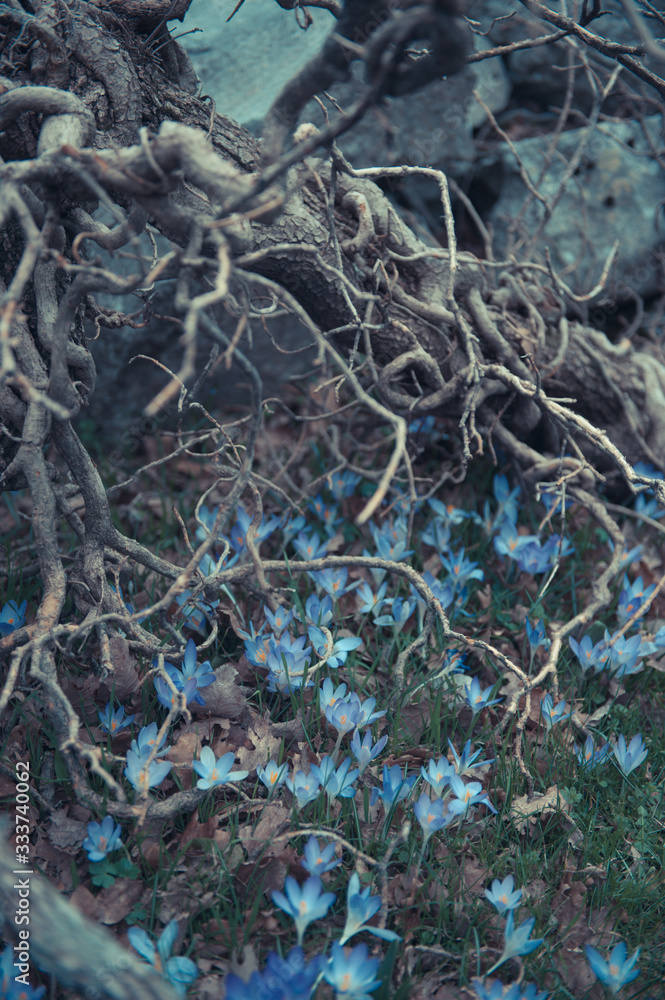 Obraz premium Melancholy landscape