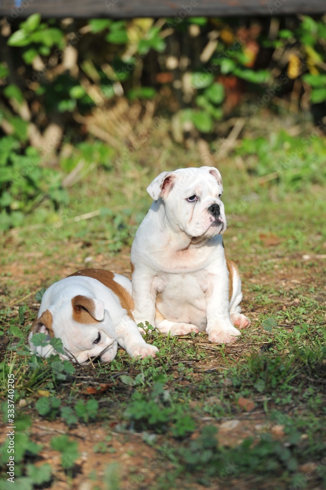 Couple of english bulldog puppies on the grass in the park