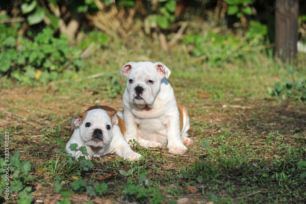 Couple of english bulldog puppies on the grass in the park