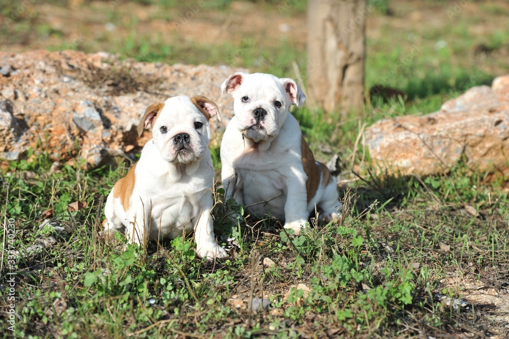 Couple of english bulldog puppies on the grass in the park Couple of english bulldog puppies on the grass in the park