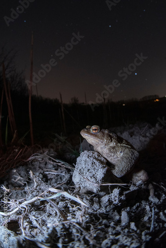 bufo bufo