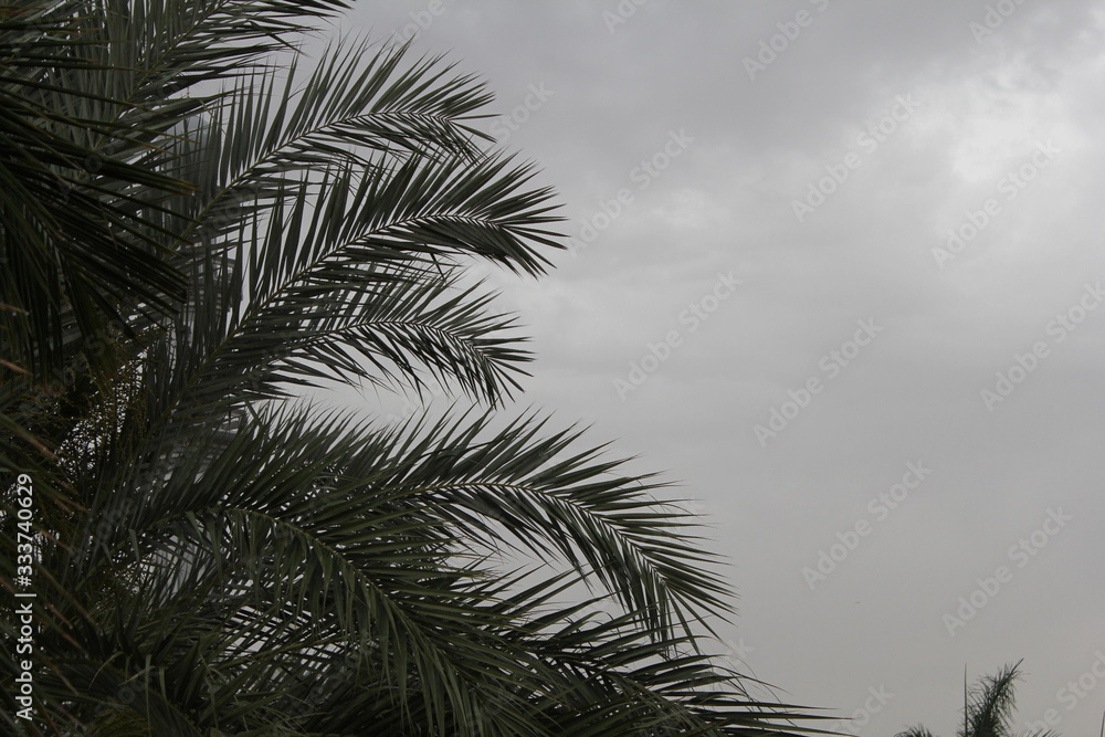 Obraz premium palm tree on background of Grey sky
