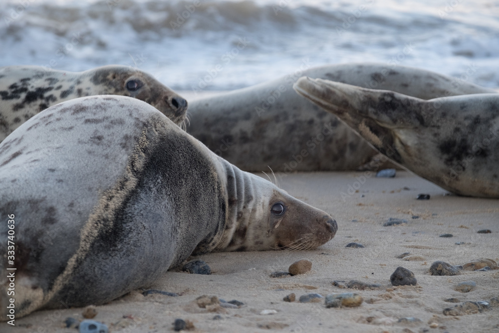 Fototapeta premium Group of seals lying on sandy beach