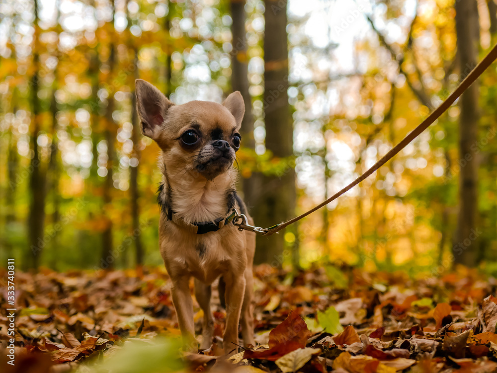 Chihuahua Hund im Wald im Herbst Chihuahua Hund im Wald im Herbst