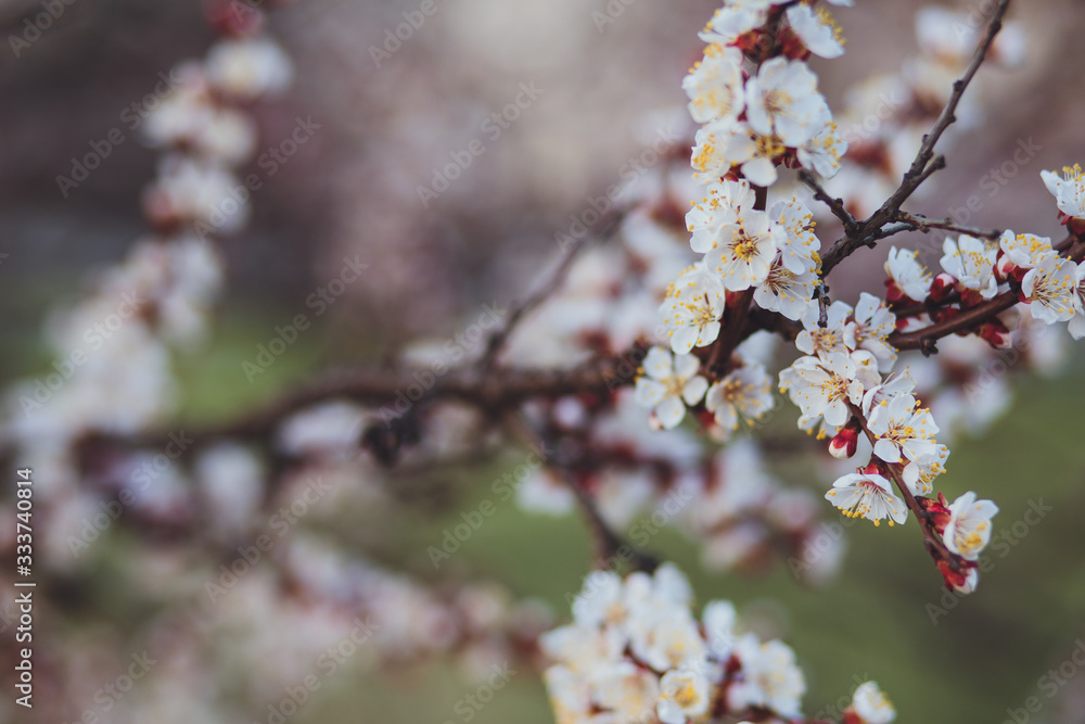 Beautiful floral spring abstract background of nature. Branches of blossoming apricot macro with soft focus on gentle light blue sky background. For easter and spring greeting cards with copy space