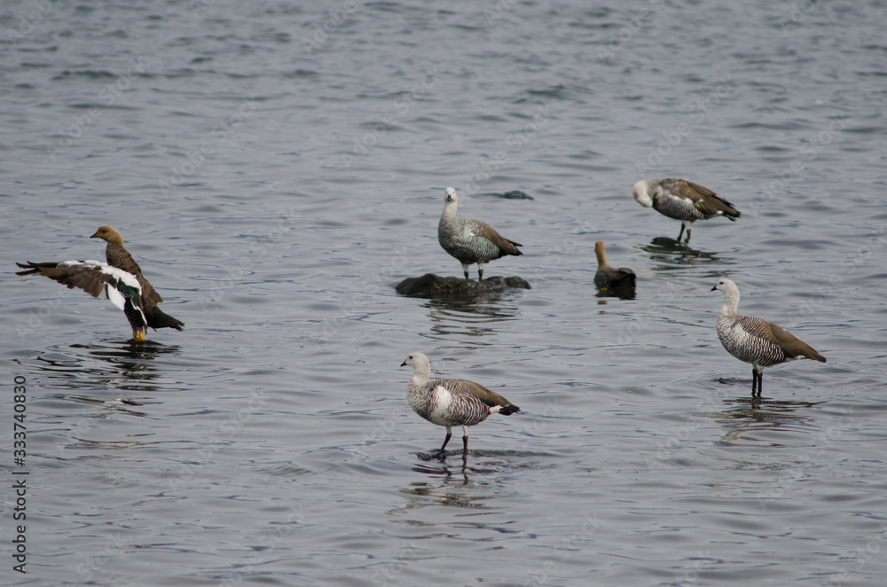Upland geese Chloephaga picta on the sea. Upland geese Chloephaga picta on the sea.