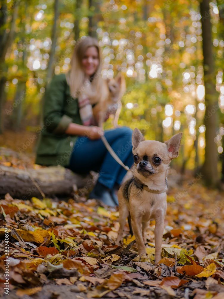 Chihuahua Hund bei Spaziergang im Wald im Herbst Chihuahua Hund bei Spaziergang im Wald im Herbst