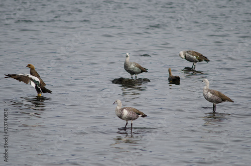 Upland geese Chloephaga picta on the sea.