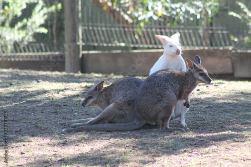 An albino kangaroo in a public zoo
