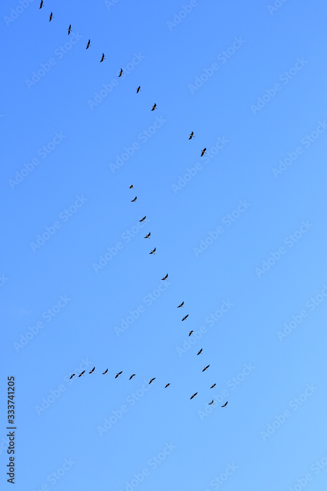 clear sky and migration birds