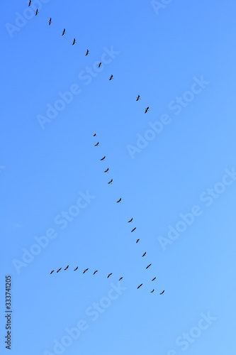clear sky and migration birds