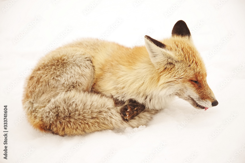 Wild fox in winter natural habitat Wild fox in winter natural habitat