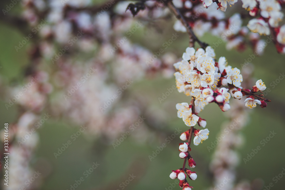 Beautiful floral spring abstract background of nature. Branches of blossoming apricot macro with soft focus on gentle light blue sky background. For easter and spring greeting cards with copy space Beautiful floral spring abstract background of nature. Branches of blossoming apricot macro with soft focus on gentle light blue sky background. For easter and spring greeting cards with copy space