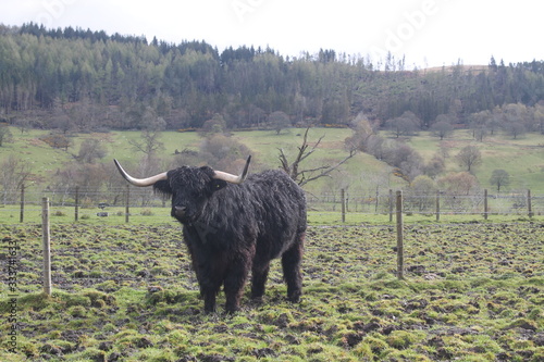 Longhorn cattle living in the fields