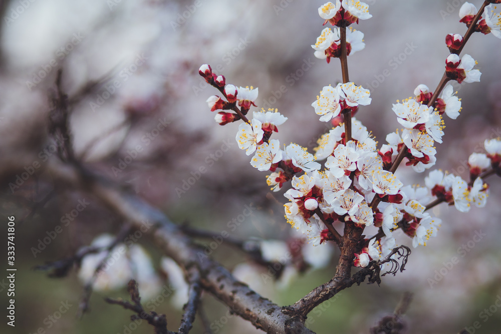 Beautiful floral spring abstract background of nature. Branches of blossoming apricot macro with soft focus on gentle light blue sky background. For easter and spring greeting cards with copy space Beautiful floral spring abstract background of nature. Branches of blossoming apricot macro with soft focus on gentle light blue sky background. For easter and spring greeting cards with copy space