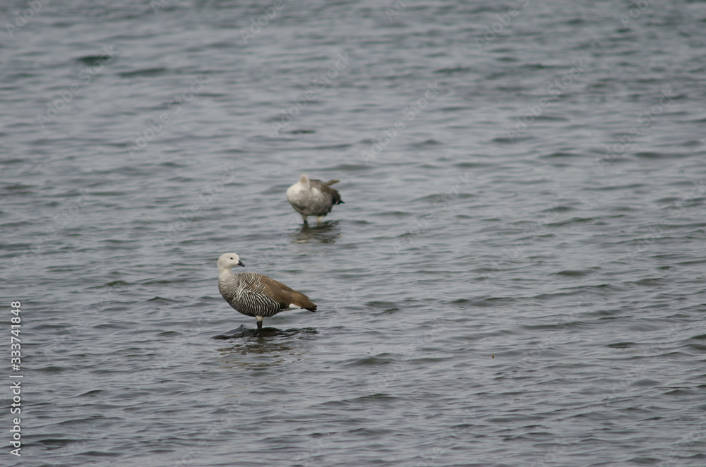 Upland geese Chloephaga picta on the sea. Upland geese Chloephaga picta on the sea.