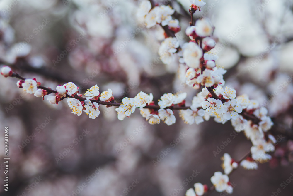 Beautiful floral spring abstract background of nature. Branches of blossoming apricot macro with soft focus on gentle light blue sky background. For easter and spring greeting cards with copy space Beautiful floral spring abstract background of nature. Branches of blossoming apricot macro with soft focus on gentle light blue sky background. For easter and spring greeting cards with copy space