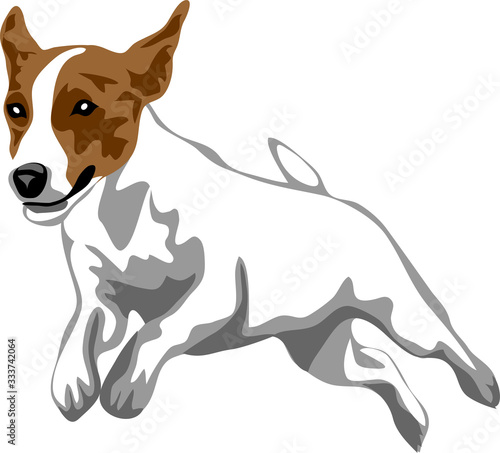 Jack Russell Terrier jumping