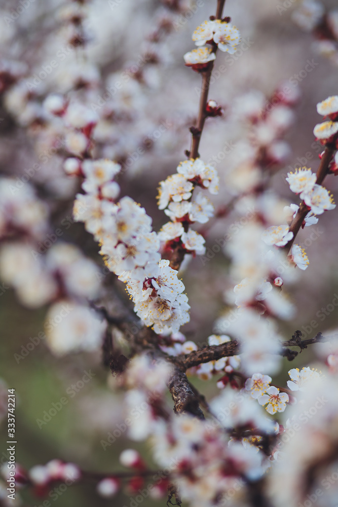 Beautiful floral spring abstract background of nature. Branches of blossoming apricot macro with soft focus on gentle light blue sky background. For easter and spring greeting cards with copy space Beautiful floral spring abstract background of nature. Branches of blossoming apricot macro with soft focus on gentle light blue sky background. For easter and spring greeting cards with copy space