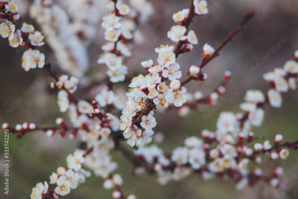 Beautiful floral spring abstract background of nature. Branches of blossoming apricot macro with soft focus on gentle light blue sky background. For easter and spring greeting cards with copy space Beautiful floral spring abstract background of nature. Branches of blossoming apricot macro with soft focus on gentle light blue sky background. For easter and spring greeting cards with copy space