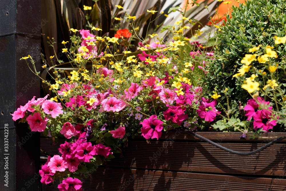 Close-up of planter box with a stunning display of colorful flowers