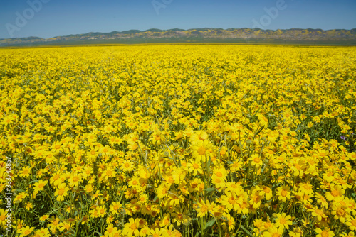 Beautiful yellow goldifelds blossom