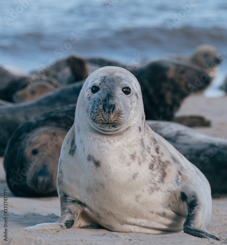 Seal lying on sandy beach