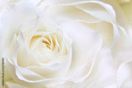 White huge airy rose  macro-festive background for wedding invitation