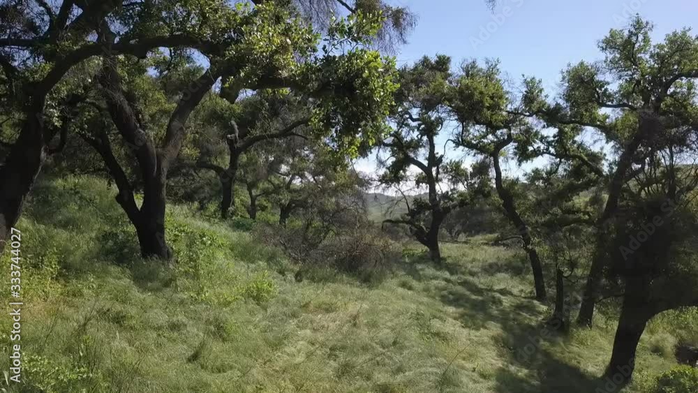 Drone through Oak Trees on Green Hillsides Drone through Oak Trees on Green Hillsides