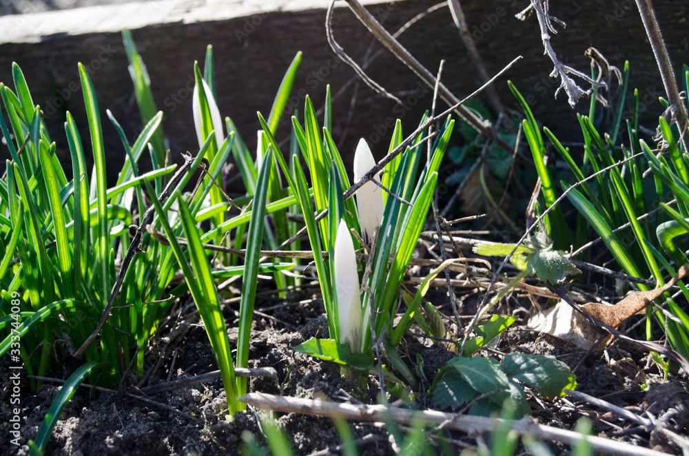White crocus among grass and earth in the spring sunshine White crocus among grass and earth in the spring sunshine