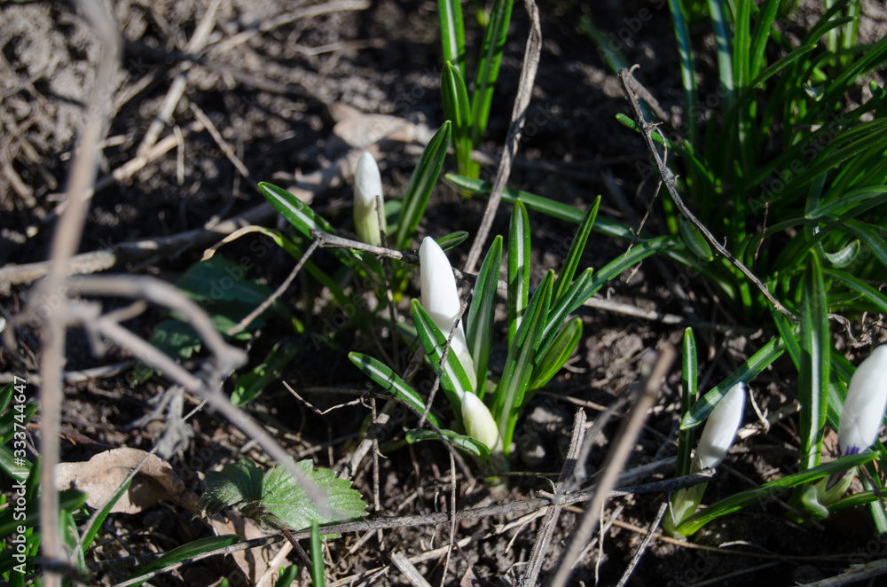 White crocus among grass and earth in the spring sunshine White crocus among grass and earth in the spring sunshine