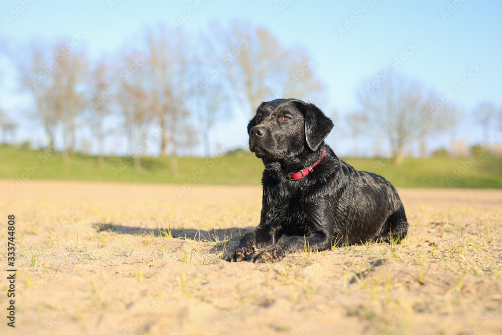 Junger schwarzer Labrador liegt am Stand in der Sonne Junger schwarzer Labrador liegt am Stand in der Sonne