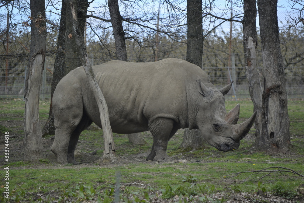 Obraz premium Rhinocéros 