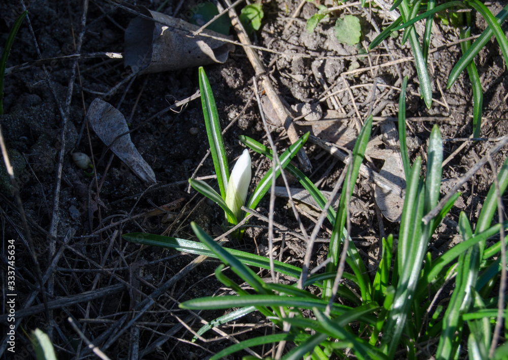 Fototapeta premium White crocus among grass and earth in the spring sunshine