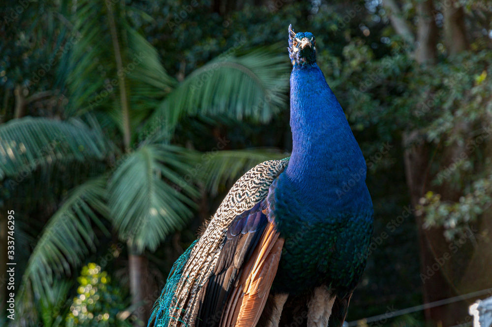 Peacock with its feathers down Peacock with its feathers down